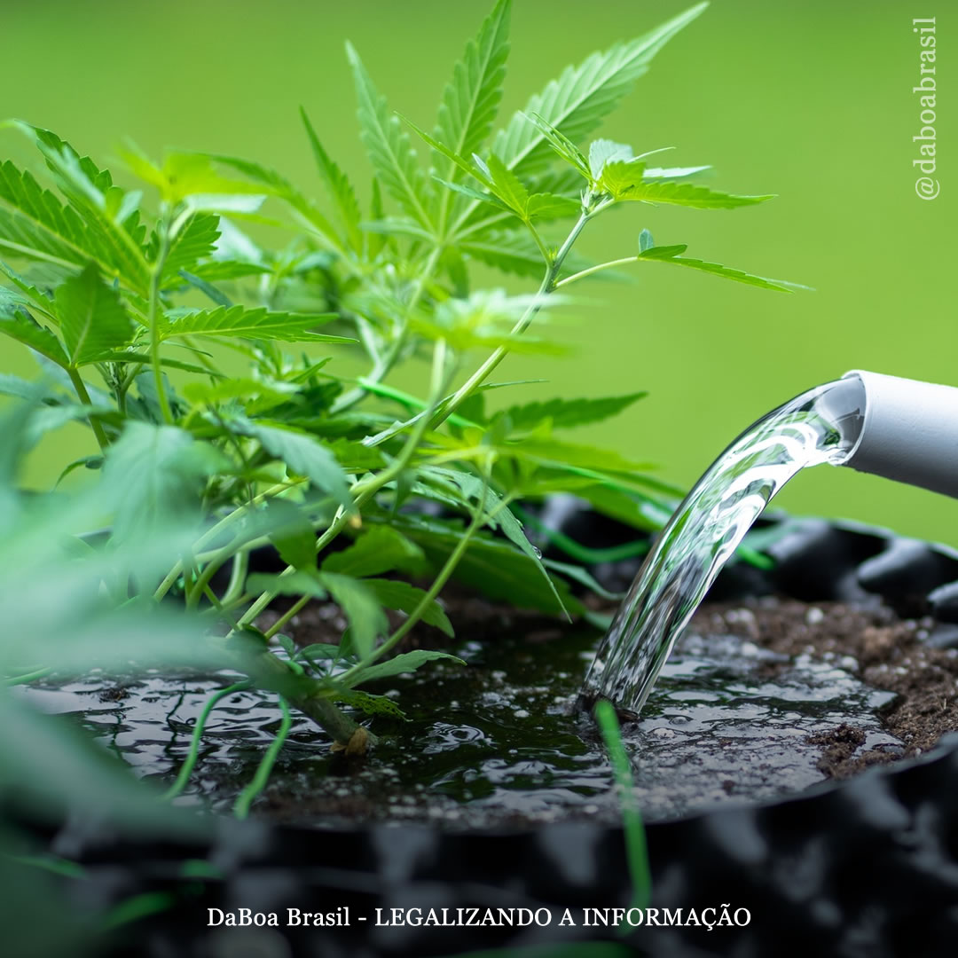 Dicas de cultivo: qualidade da água – PPM e EC no cultivo de maconha