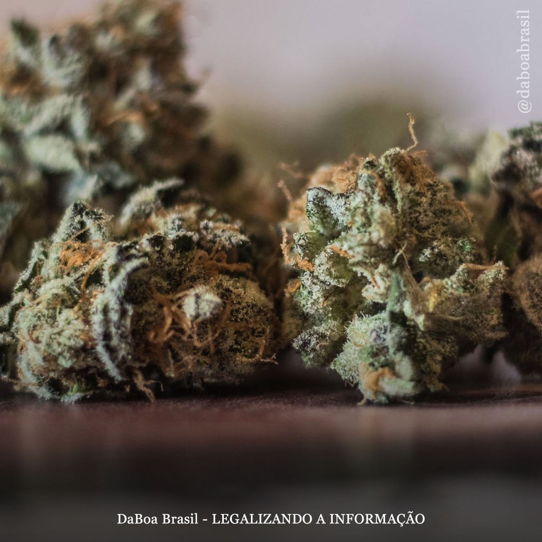 Legalização do uso adulto da maconha leva a um “declínio imediato” nas mortes por overdose de opioides, conclui pesquisa