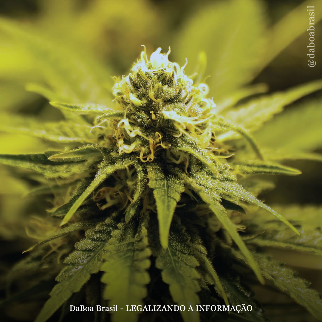 Estudo fornece a primeira evidência objetiva do potencial do canabinol (CBN) para melhorar o sono