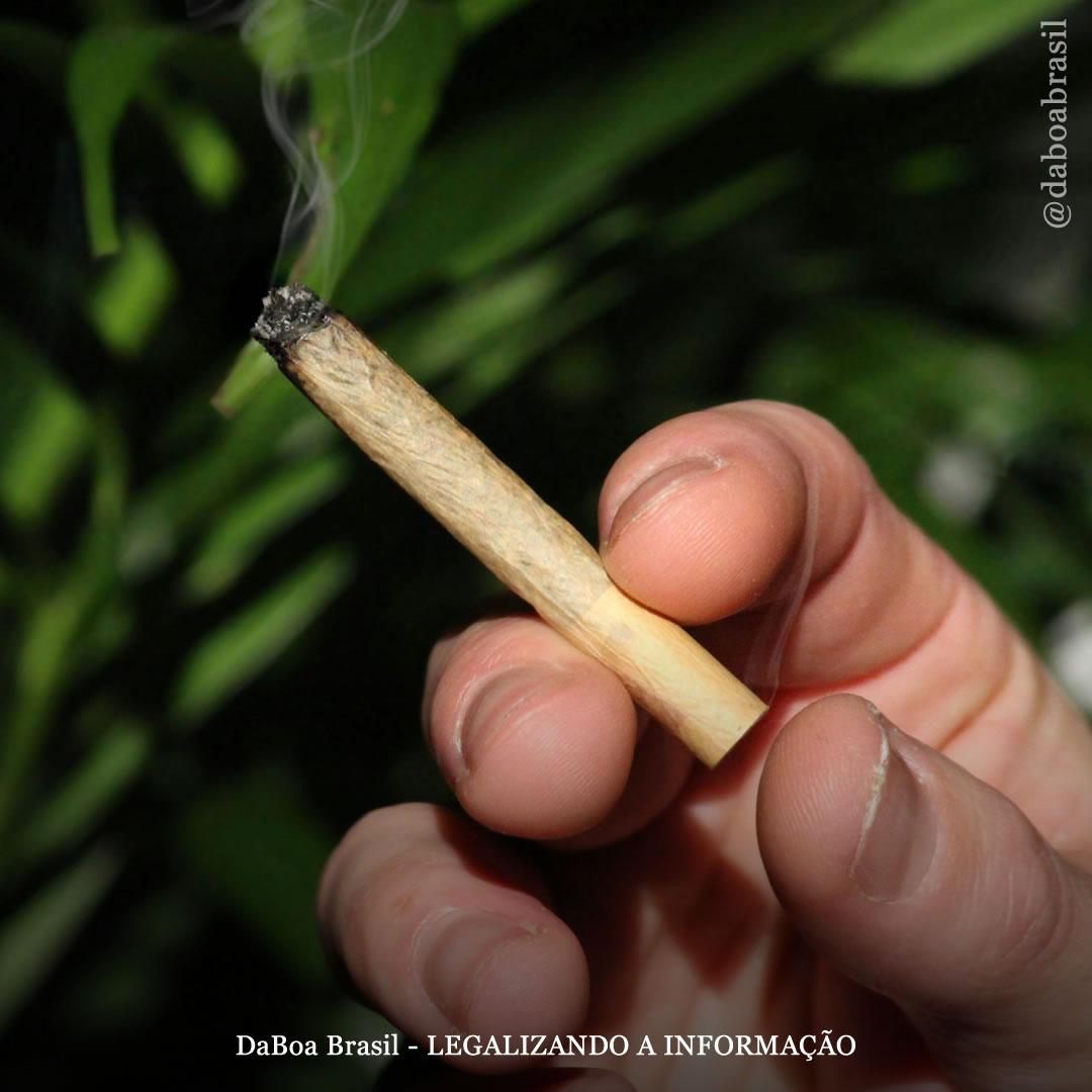 O uso de maconha entre adolescentes continua caindo à medida que mais lugares legalizam a planta, mostra estudo, contradizendo proibicionistas