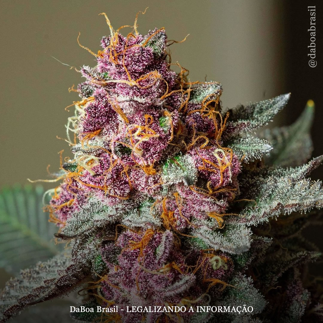 Pacientes com artrite relatam melhorias “substanciais” após o uso de maconha, diz estudo