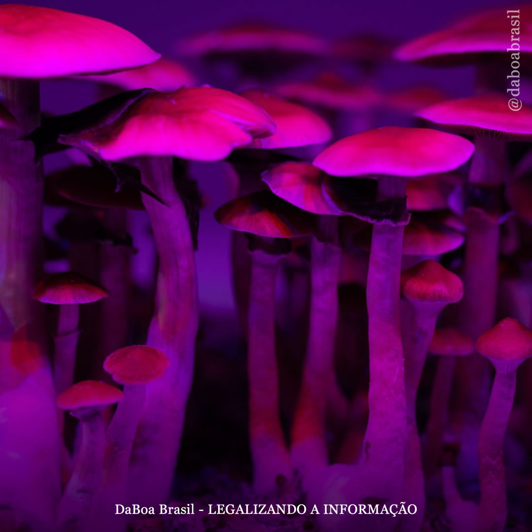 Estudo sobre psicodélicos destaca as melhores maneiras de lidar com uma bad trip (viagem ruim)