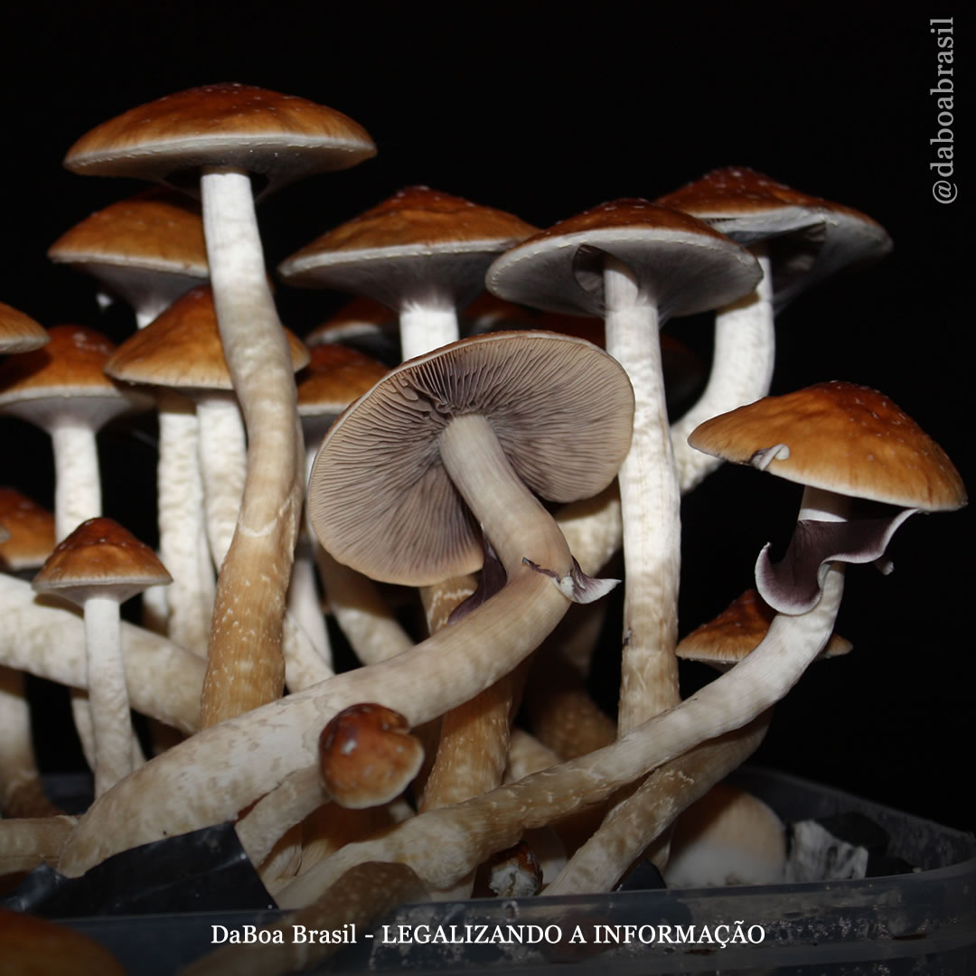 Terapia com psicodélicos reduz sintomas de depressão em profissionais de saúde, mostra estudo