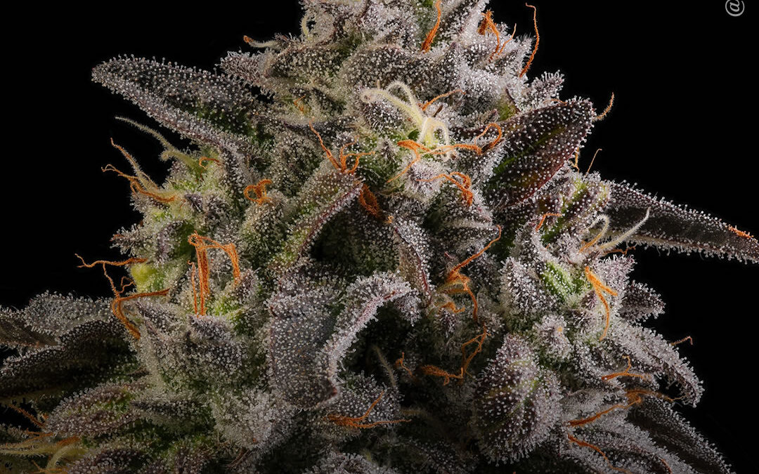 Terpenos da maconha aliviam a dor pós-cirúrgica e da fibromialgia, mostra estudo