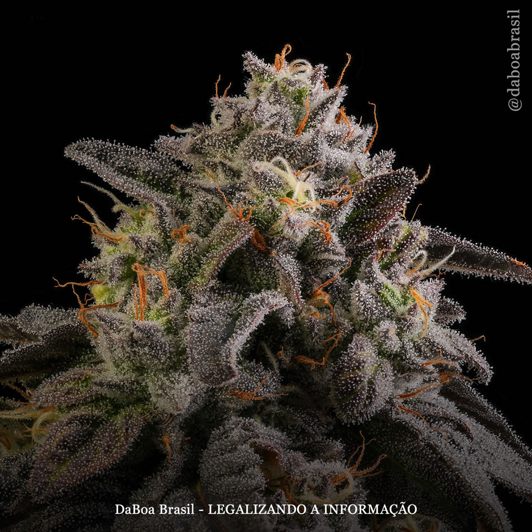 Terpenos da maconha aliviam a dor pós-cirúrgica e da fibromialgia, mostra estudo