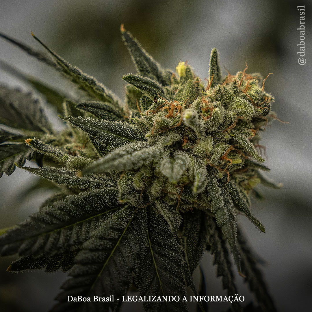 A maconha proporciona melhorias sustentadas na qualidade de vida em pacientes com doença inflamatória intestinal, diz estudo