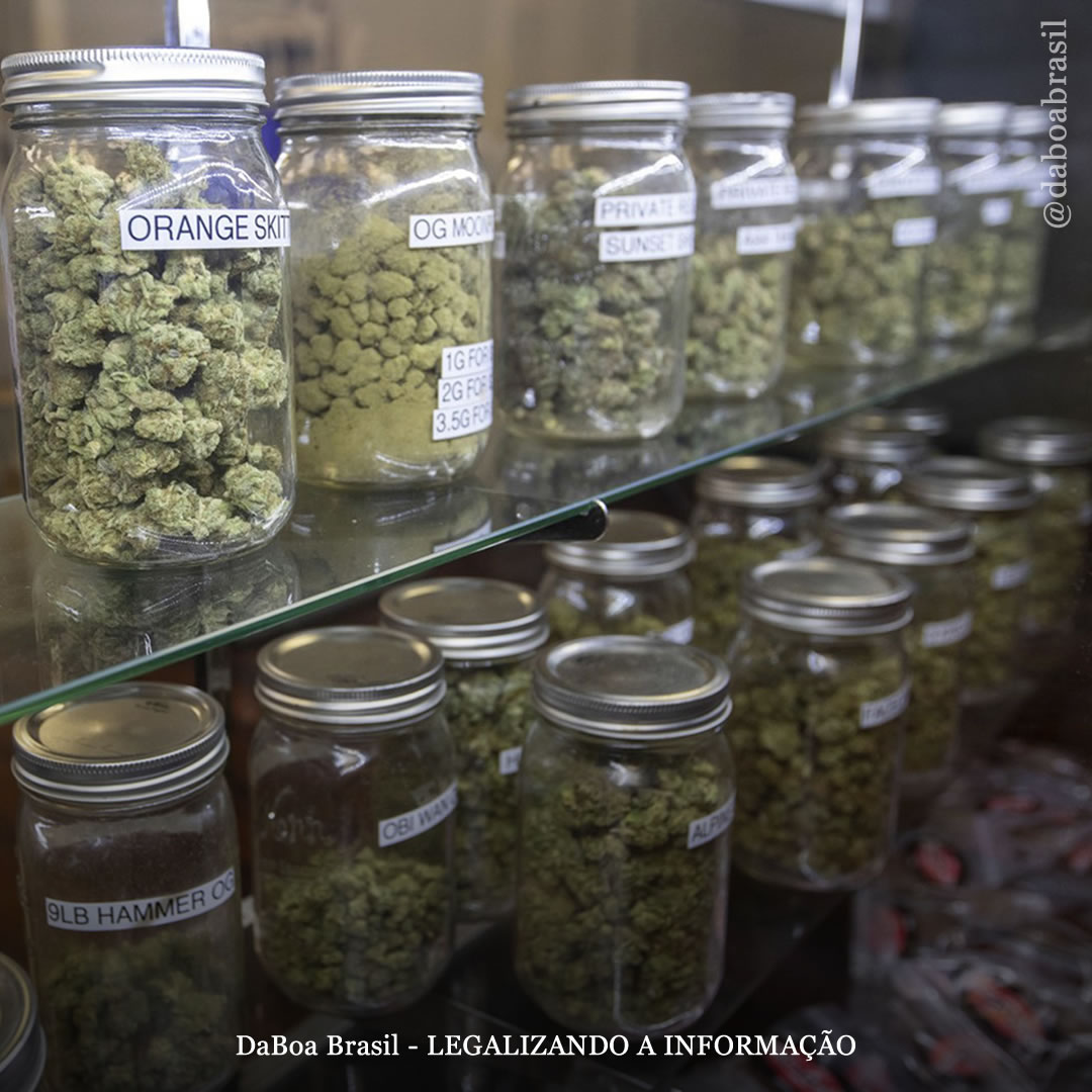 Abertura de lojas varejistas de maconha não está associada ao aumento de visitas ao pronto-socorro relacionadas à planta, mostra análise