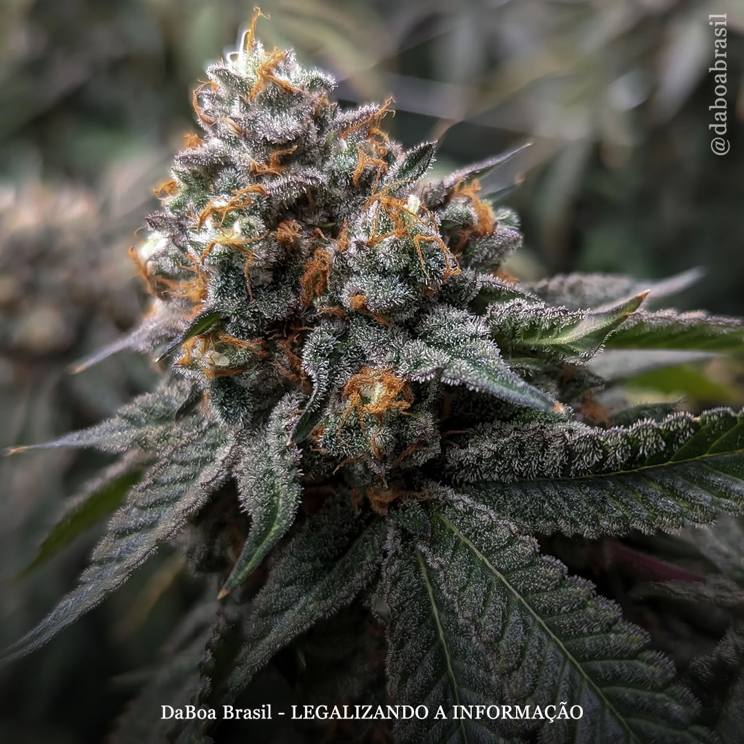 Compostos da maconha podem oferecer uma opção mais segura para o alívio da dor sem riscos de dependência, mostra estudo