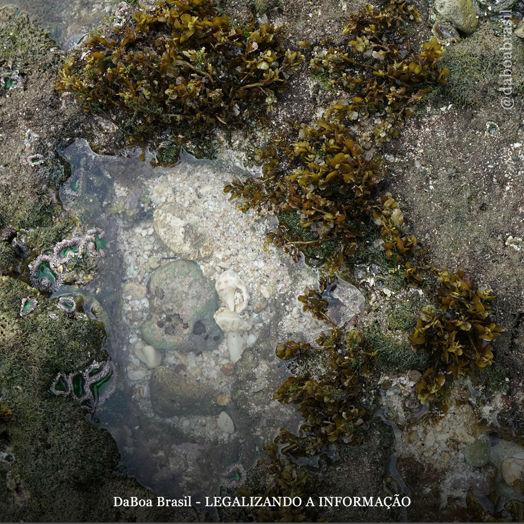 Dicas de cultivo: algas marinhas, um superalimento para as plantas de maconha