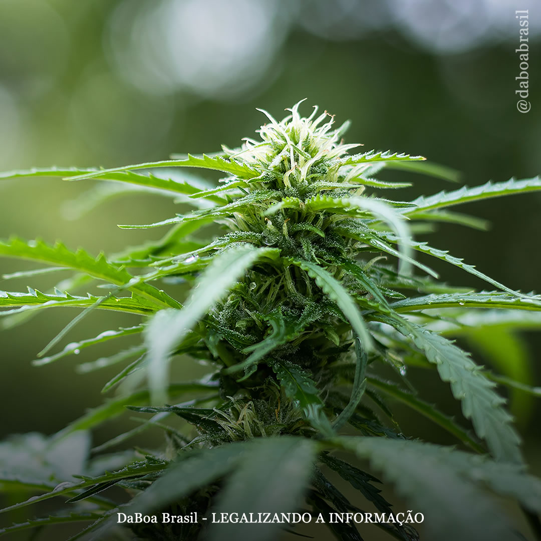 Dicas de cultivo: 5 conselhos importantes para a fase de floração