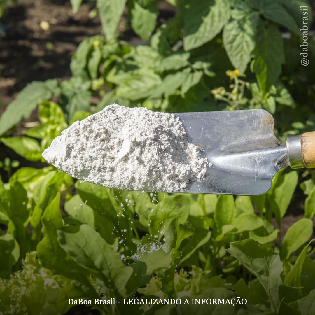 Dicas de cultivo: o uso da terra de diatomáceas no cultivo de maconha