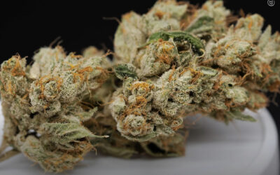 EUA: mais adultos usam maconha para dormir do que medicamentos prescritos ou álcool, mostra pesquisa