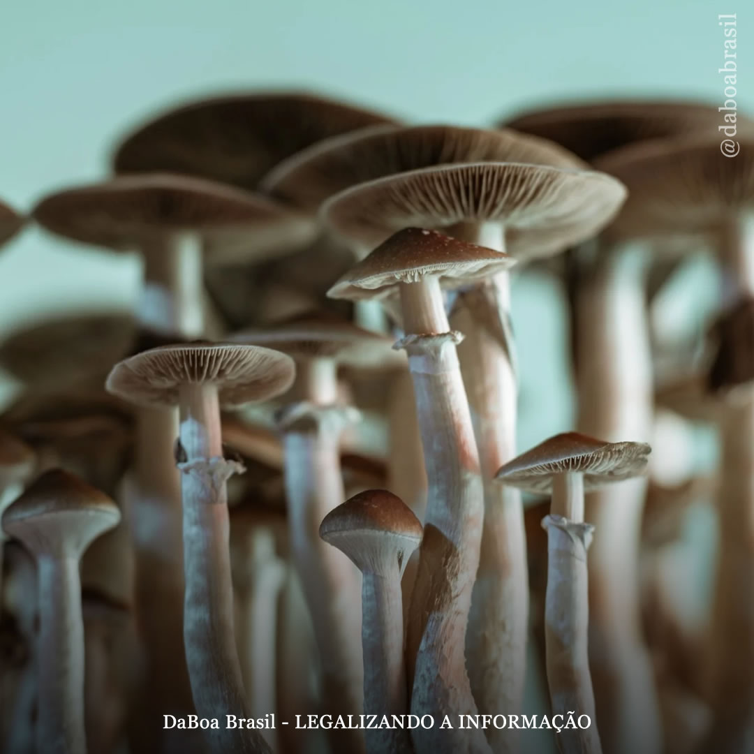 EUA: um projeto de lei é apresentado em Nova York para permitir o uso terapêutico de cogumelos psilocibinos e MDMA