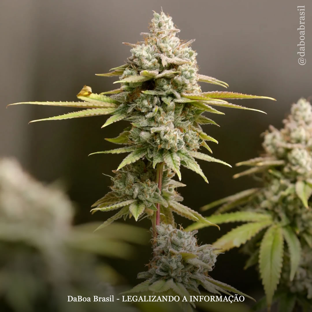 Legalizar a maconha leva à redução do uso de medicamentos prescritos para ansiedade, mostra estudo