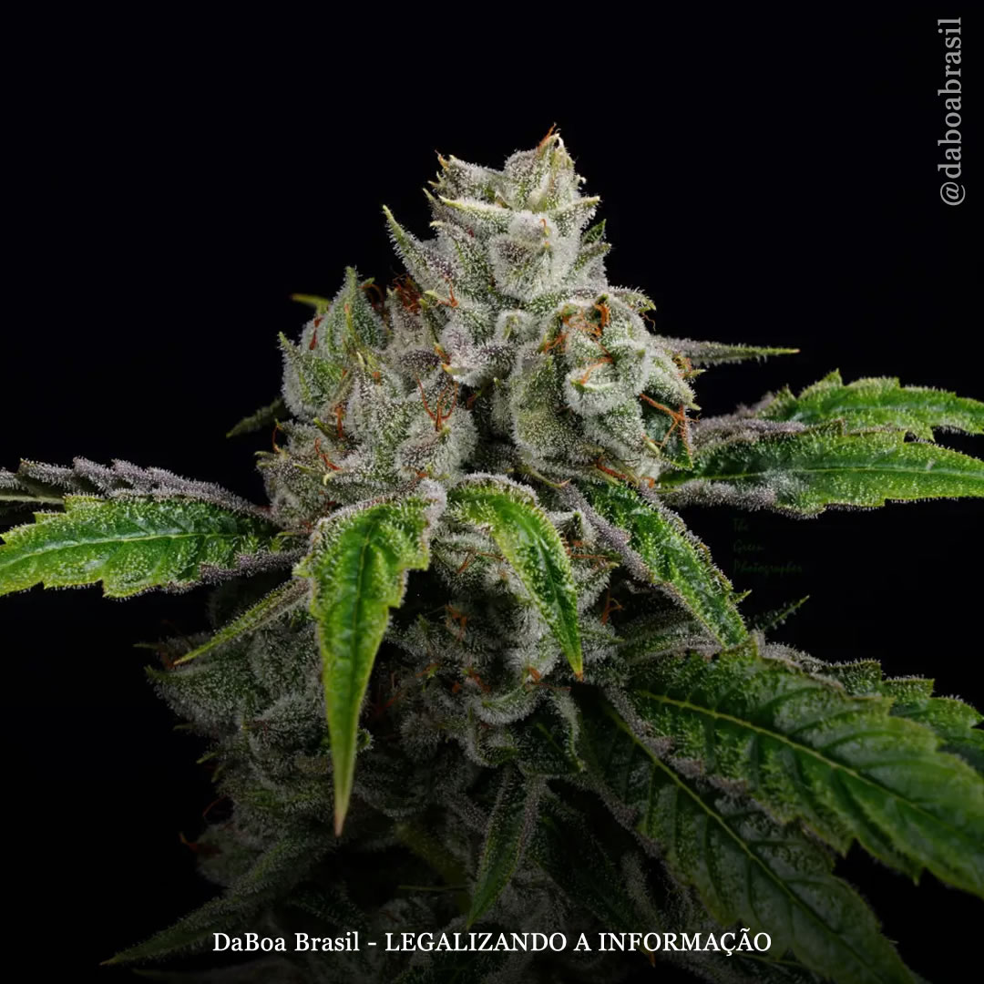 Microrganismos endófitos: o microbioma das plantas de maconha