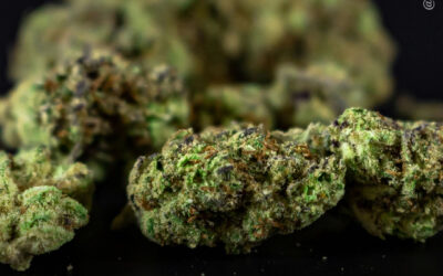 Pacientes relatam reduções significativas na dor após uso de maconha, mostra estudo