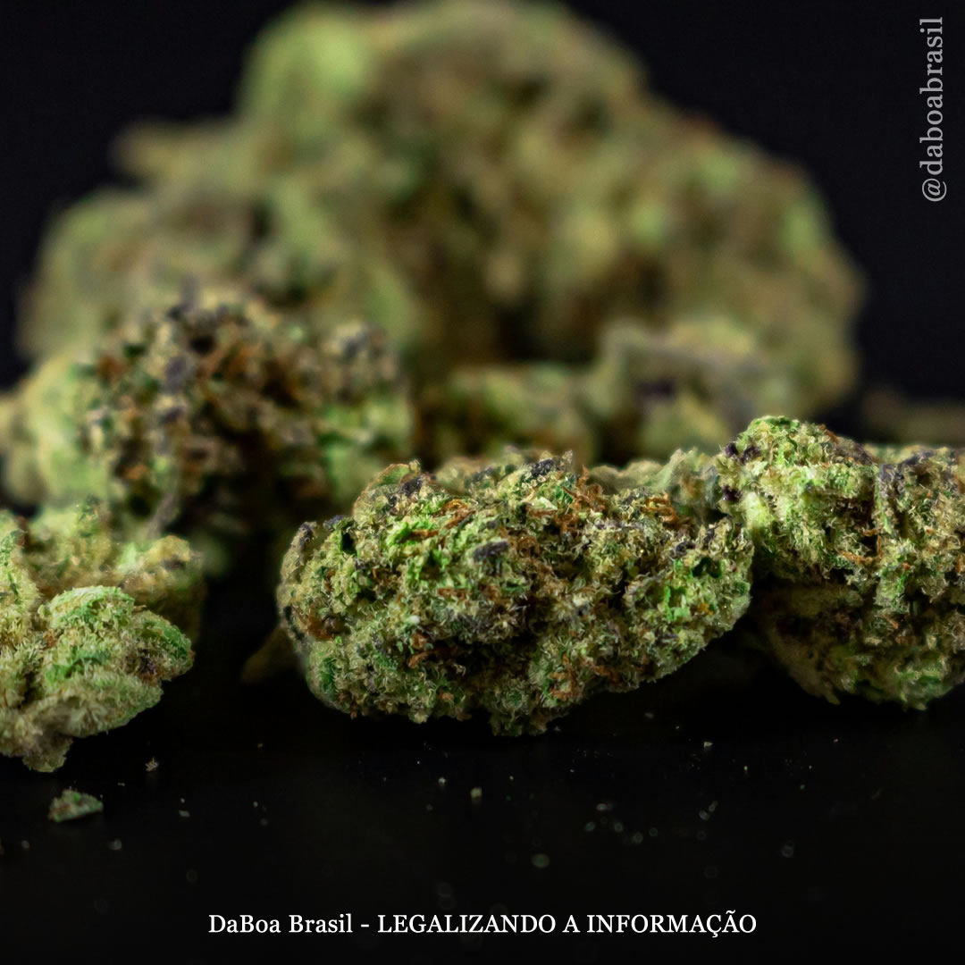 Pacientes relatam reduções significativas na dor após uso de maconha, mostra estudo