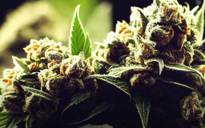 Pacientes têm menos probabilidade de ter pensamentos suicidas após uso de maconha, diz estudo