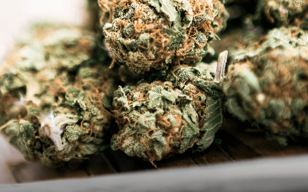 A maconha é mais eficaz do que medicamentos prescritos para tratar dor crônica, diz estudo