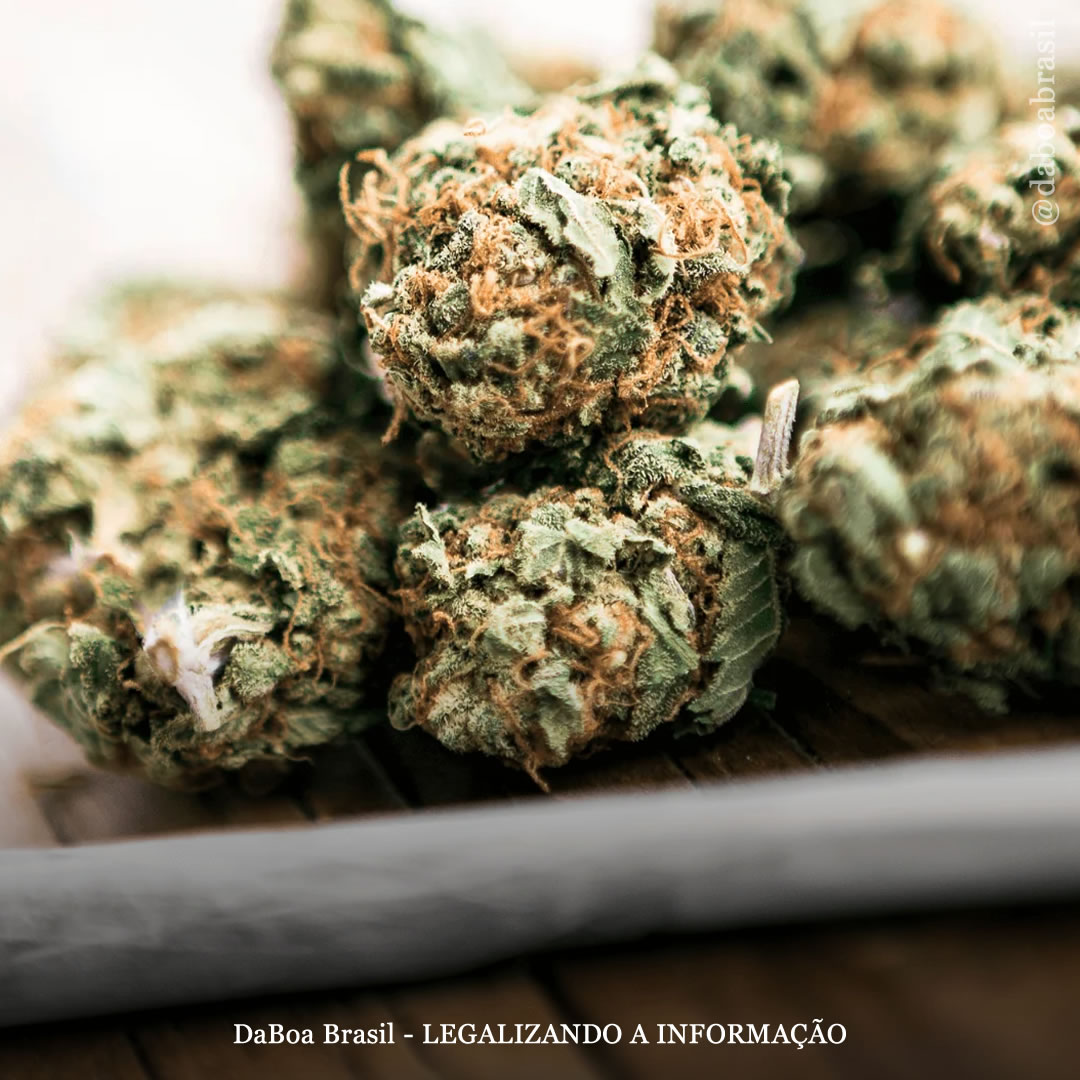 A maconha é mais eficaz do que medicamentos prescritos para tratar dor crônica, diz estudo