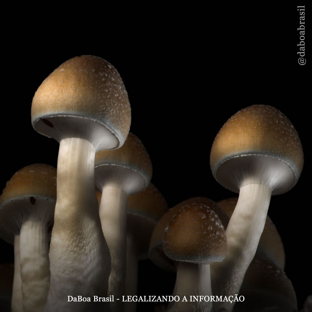 A psilocibina é eficaz no tratamento da dependência de metanfetamina, diz estudo