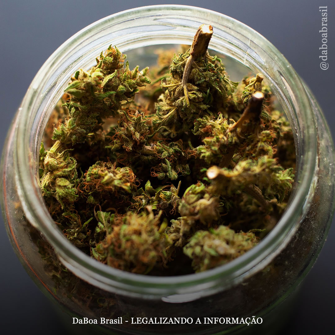 As prescrições de opioides caem em locais que legalizam a maconha, mostra estudo, sugerindo que pacientes com dor preferem a planta