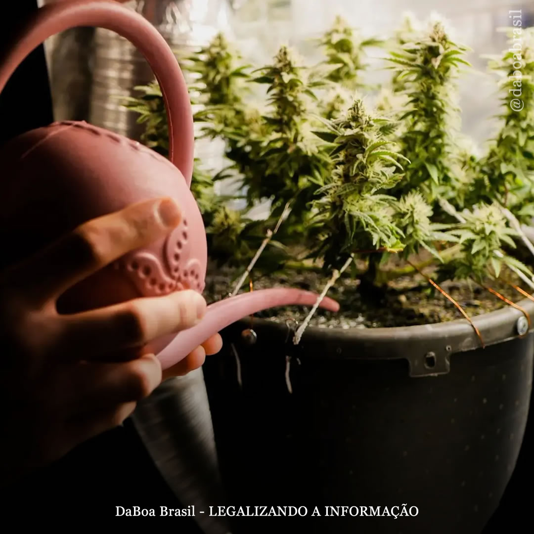 Dicas de cultivo: como resolver o excesso e a falta de água no cultivo de maconha