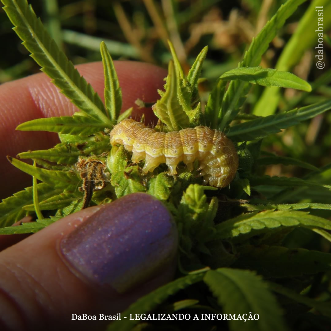 Dicas de cultivo: como se livrar naturalmente das lagartas no cultivo de maconha