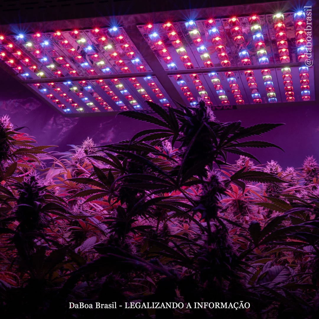 Dicas de cultivo: tudo o que você precisa saber sobre iluminação para cultivo indoor de maconha