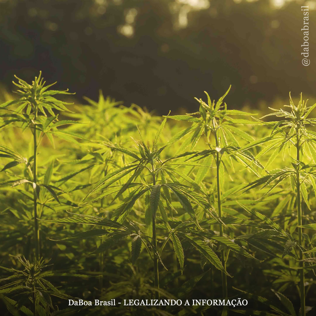 Fitorremediação: como a maconha pode limpar solos contaminados