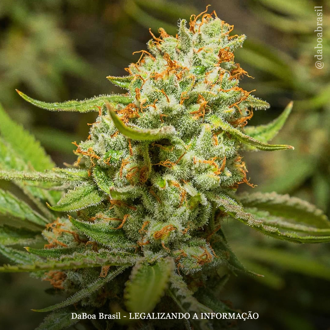 Queimando mitos: os 16 principais mitos sobre a maconha