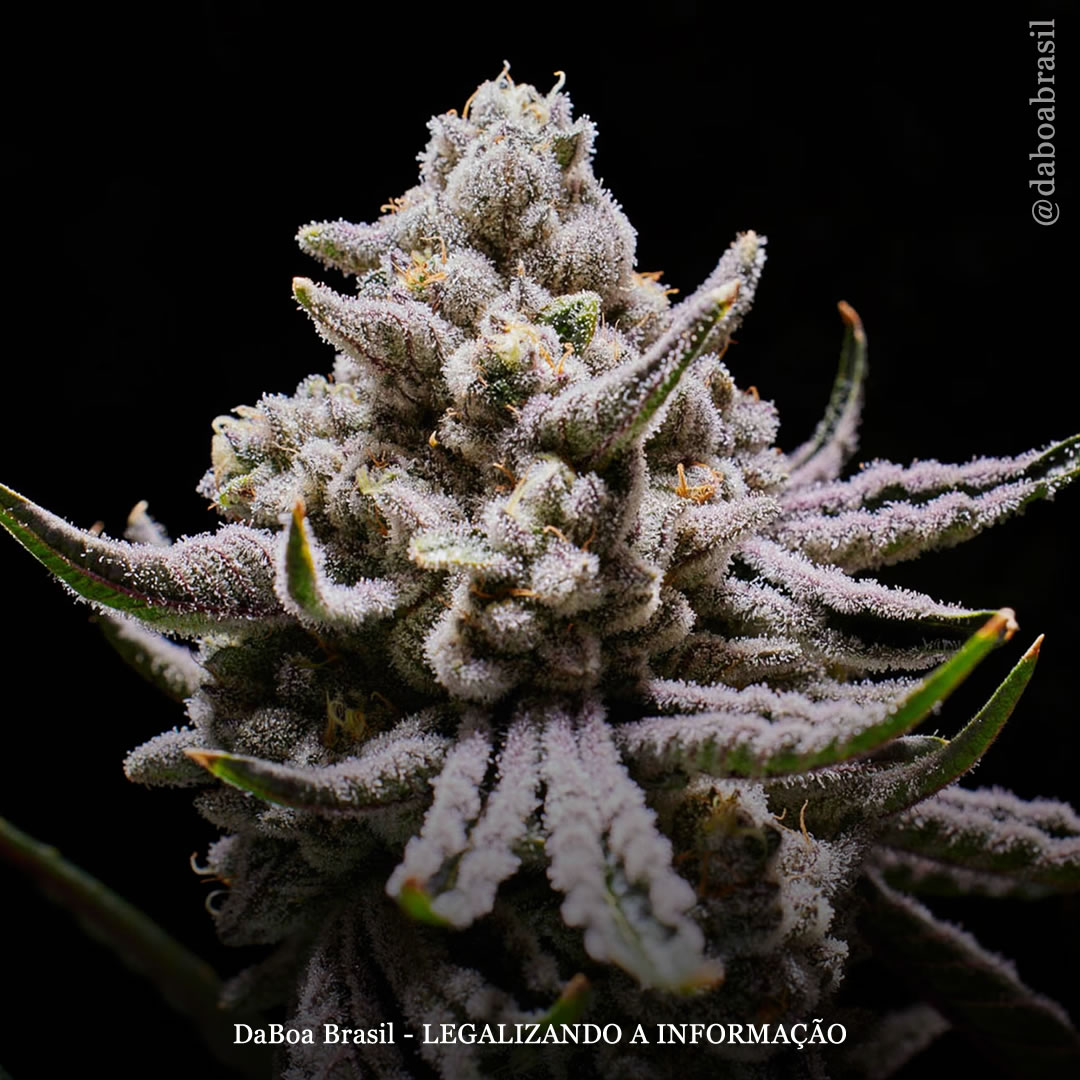 Química da maconha: tudo sobre os alcaloides da planta