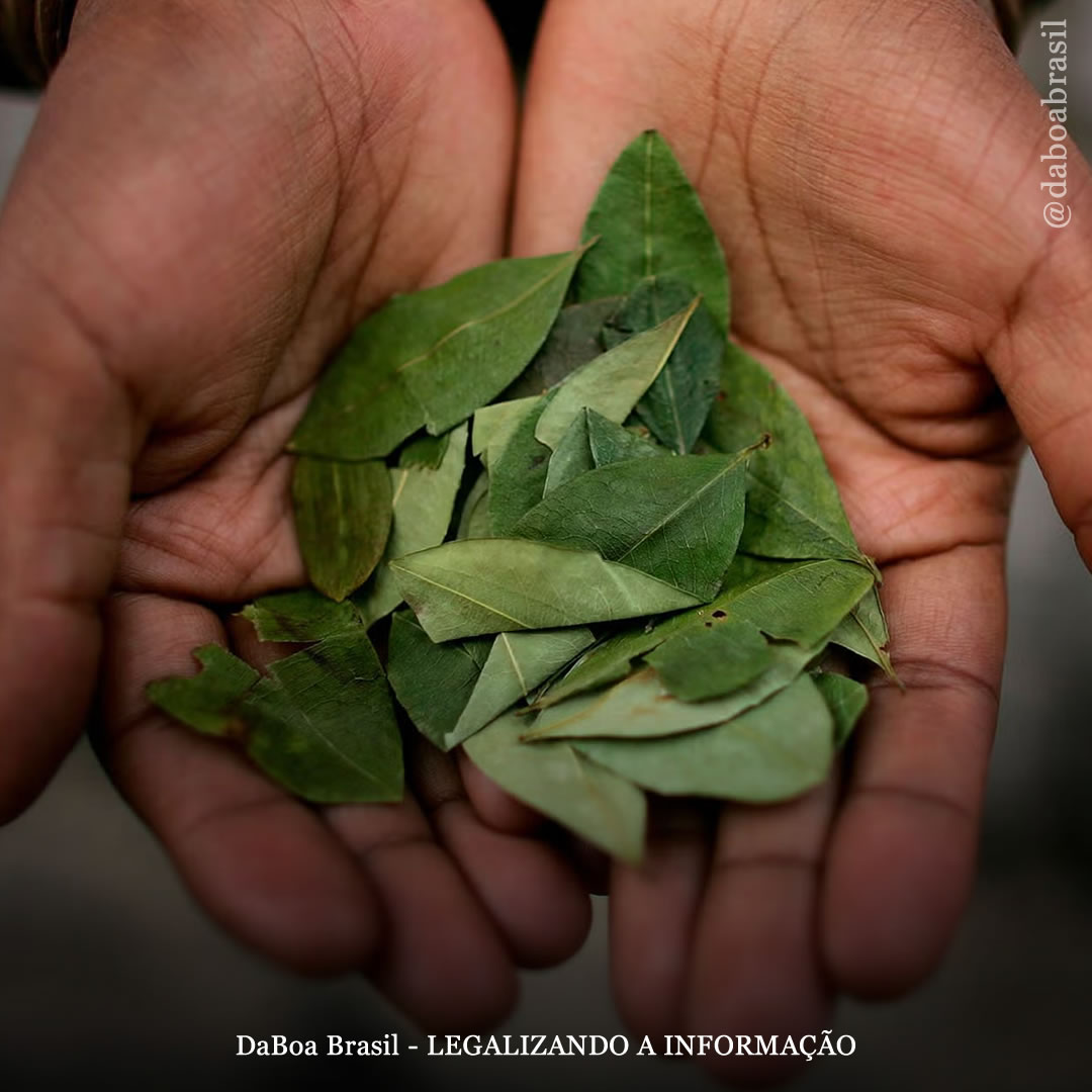 Revisão da Organização Mundial da Saúde pode levar à reclassificação internacional das folhas de coca