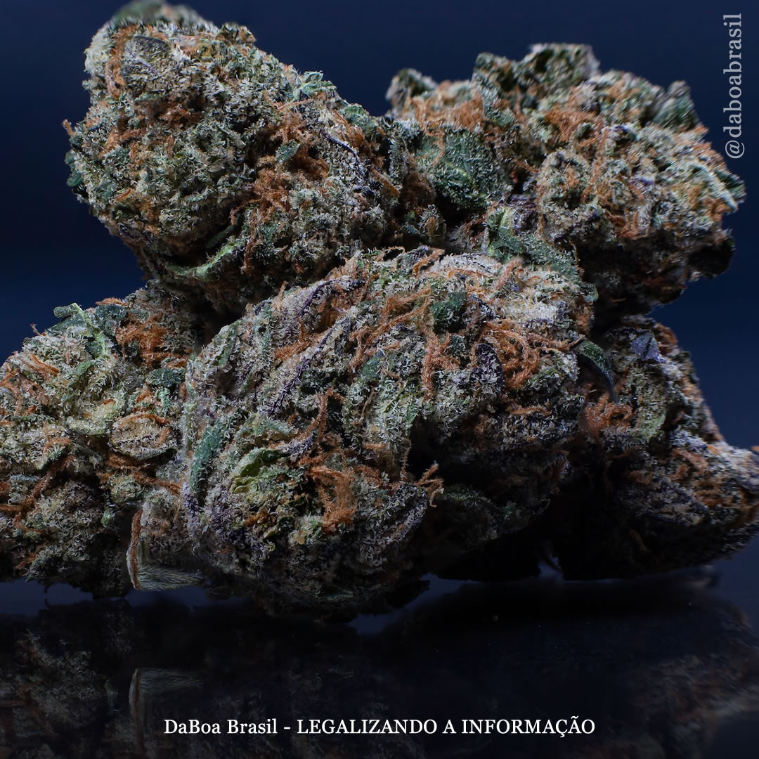 Tratamento com maconha proporciona alívio sustentado para dor relacionada ao câncer, diz estudo