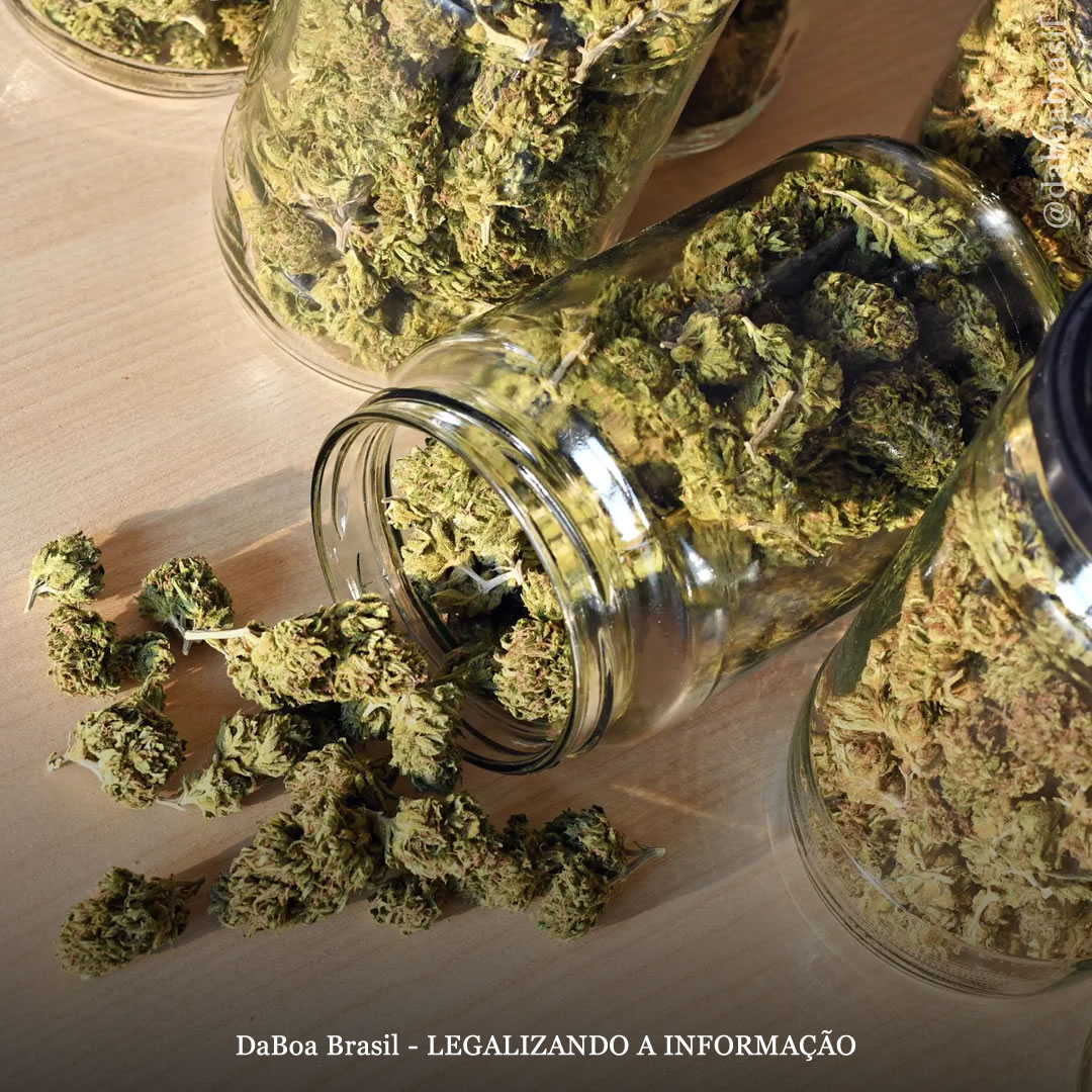 Vendas legais de maconha estão associadas a menos mortes por opioides, sem aumento de acidentes fatais com veículos motorizados, mostra análise