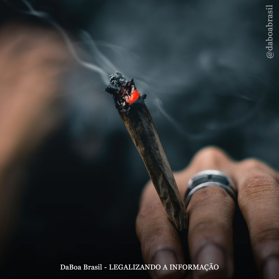 A descriminalização da maconha reduz o número de crimes violentos, diz estudo