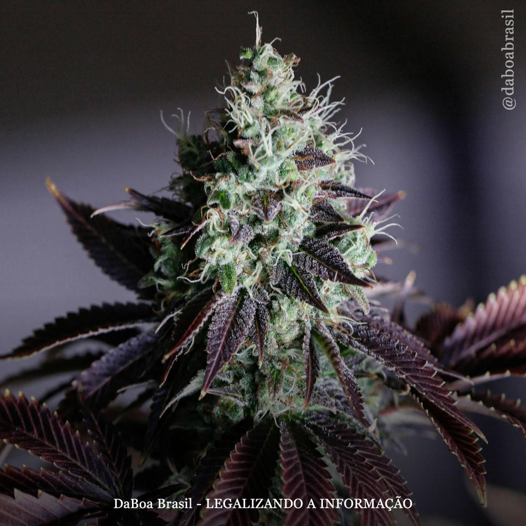 A maconha proporciona melhorias significativas nos sintomas do câncer, mostra estudo