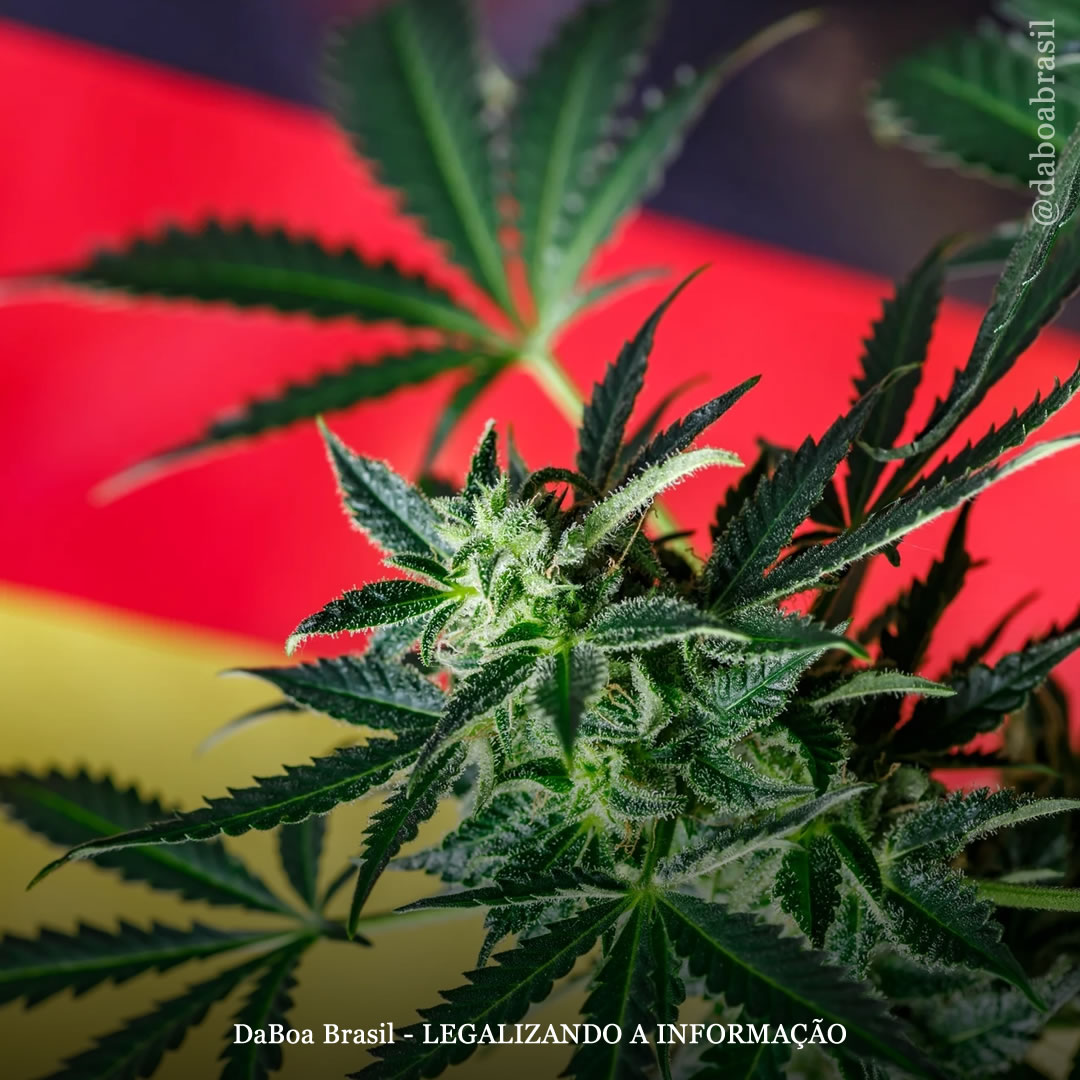 Alemanha aumenta quase quatro vezes as importações de maconha desde o início da legalização no país
