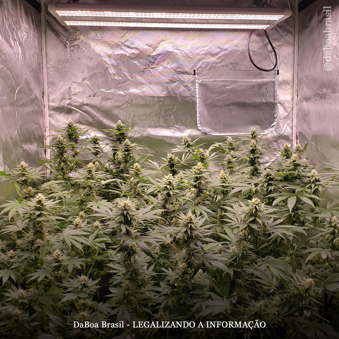 Dicas de cultivo: algumas maneiras de otimizar o cultivo indoor de maconha