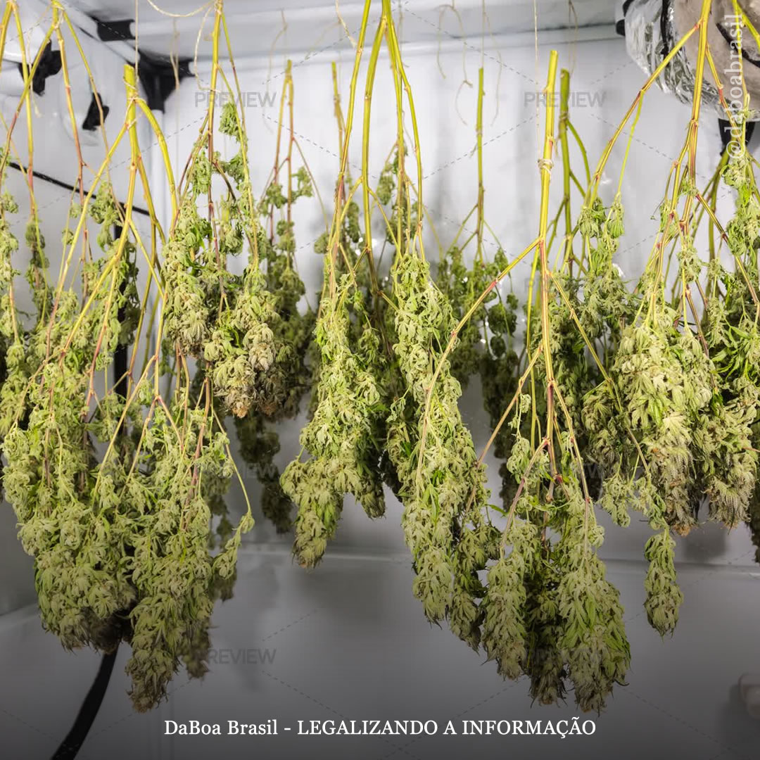 Dicas de cultivo: como deve ser o melhor local de secagem da maconha?