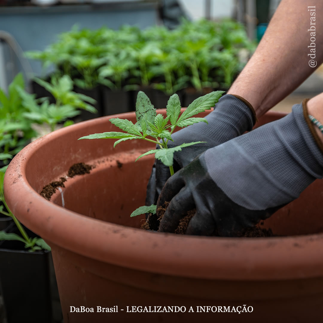 Dicas de cultivo: como fazer um transplante nas plantas de maconha