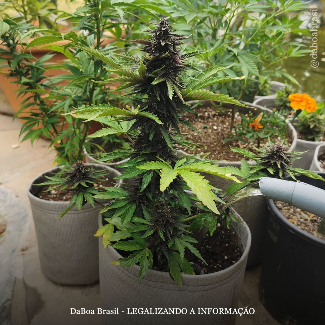 Dicas de cultivo: lavagem de raízes pré-colheita – por que, quando e como fazer?