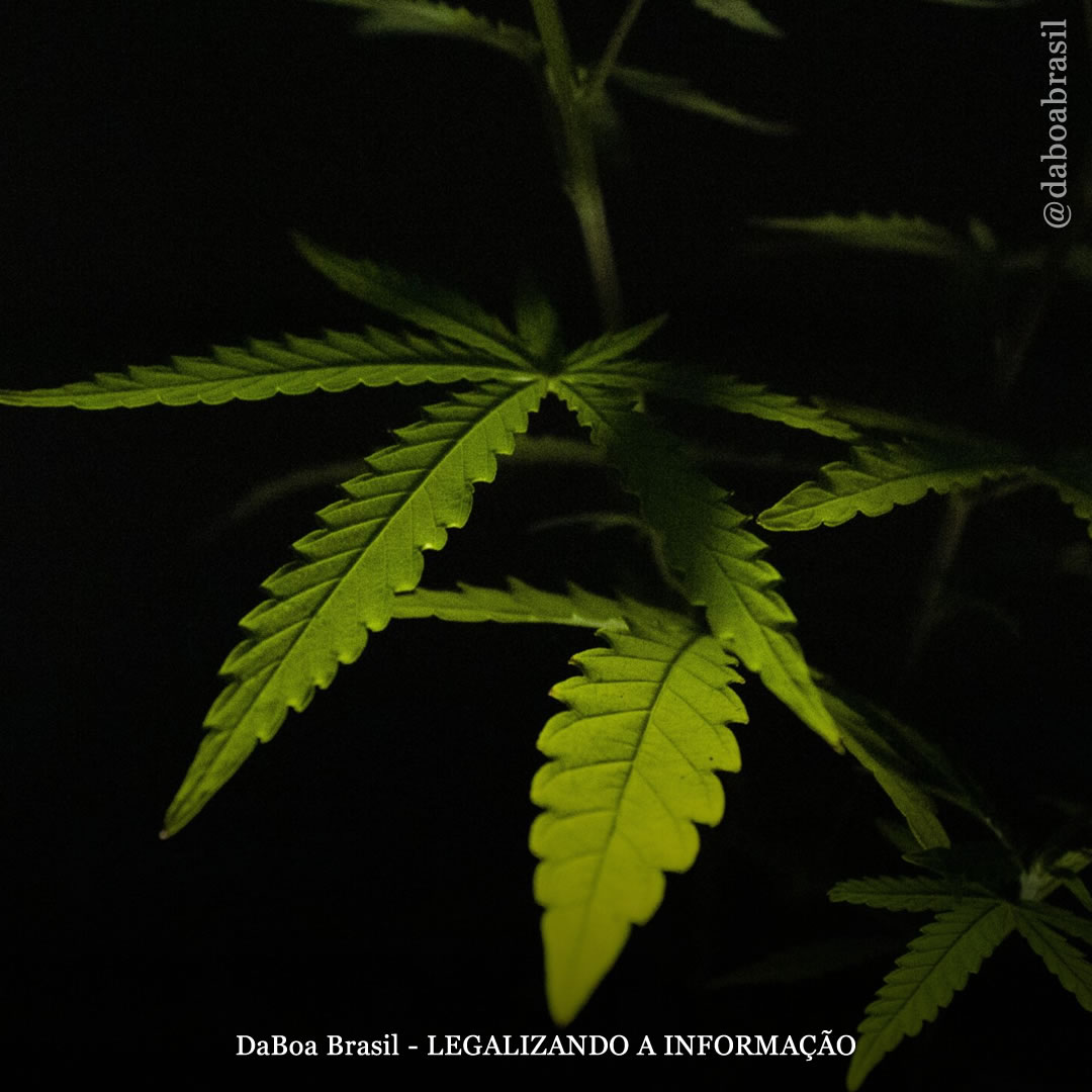 EUA: DEA está recrutando jovens criadores de conteúdo para uma campanha “Dia Anti-420” com apoio de Jeff Bezos