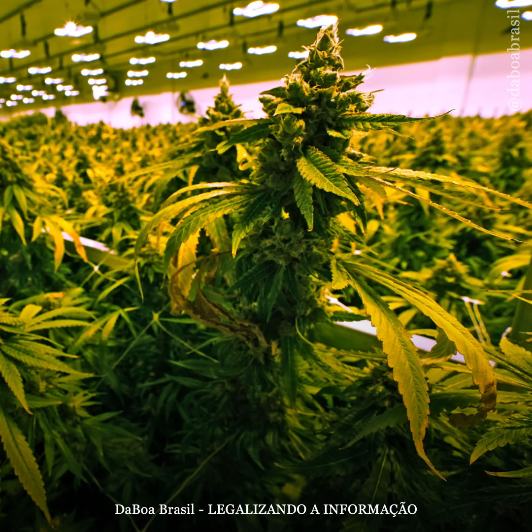 EUA: mudança para cultivo de maconha ao ar livre pode reduzir emissões da indústria no país em até 76%, mostra estudo