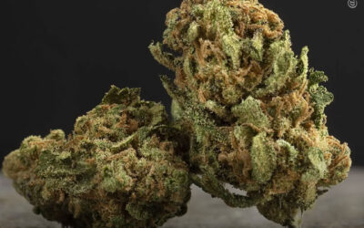 Exposição pré-natal à maconha não está associada a alterações no desenvolvimento da primeira infância, diz estudo