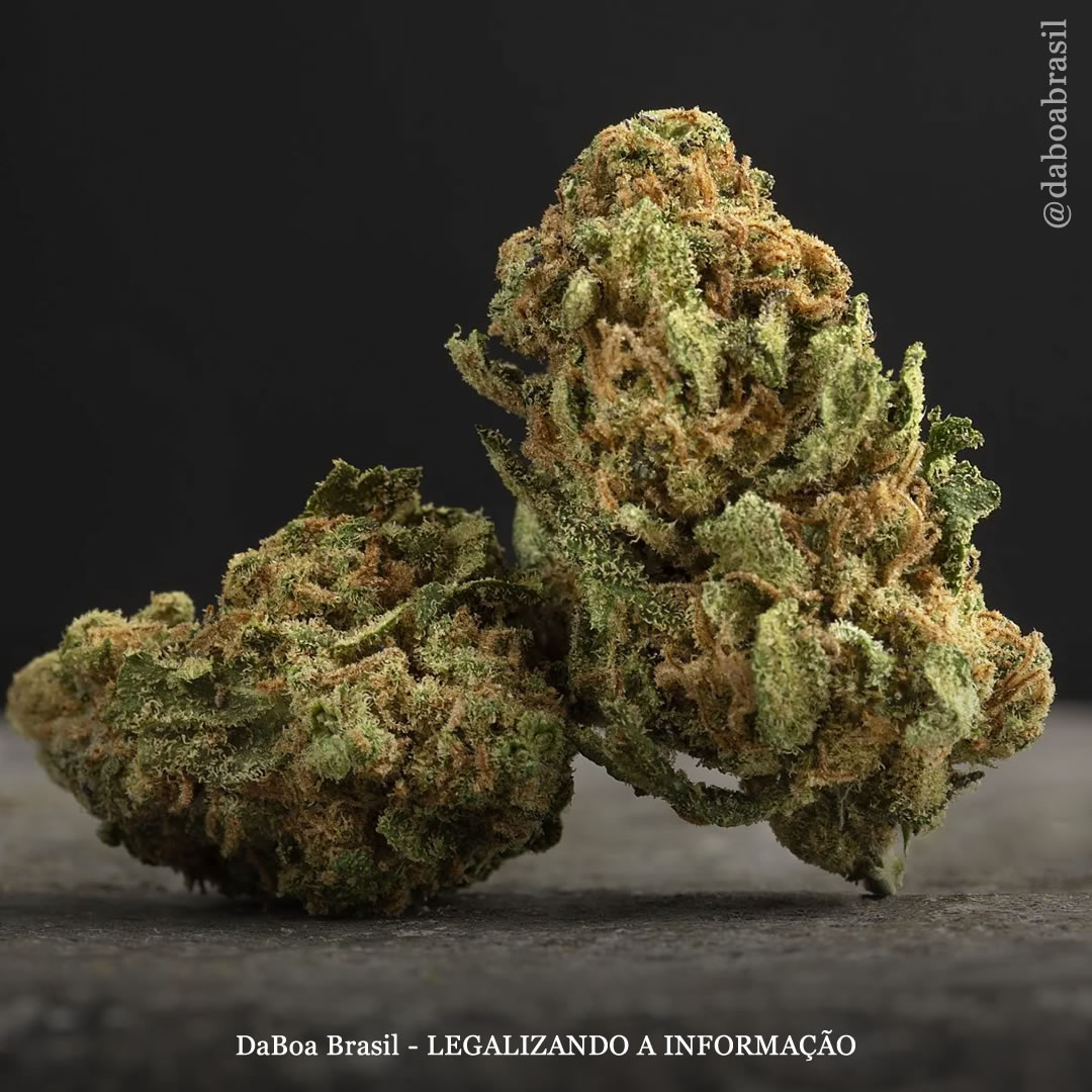 Exposição pré-natal à maconha não está associada a alterações no desenvolvimento da primeira infância, diz estudo