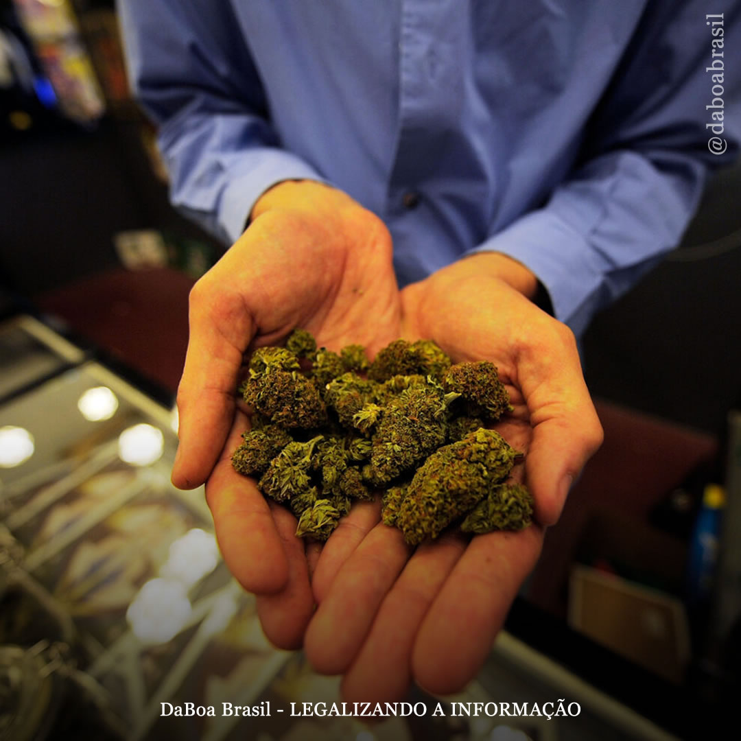 Nova York lançará feiras e eventos para apoiar pequenas empresas locais de maconha