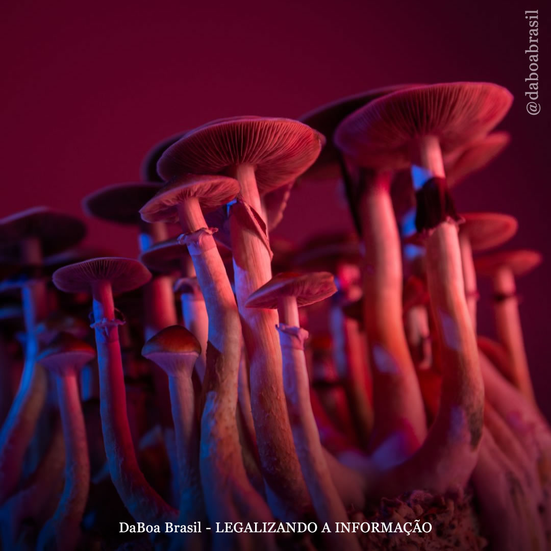 O uso de psicodélicos está associado a uma probabilidade 25% menor de “dores de cabeça frequentes e fortes”, mostra estudo