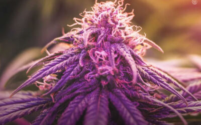 Pacientes com distúrbios de hipermobilidade relatam melhorias sustentadas após tratamento com maconha, mostra estudo