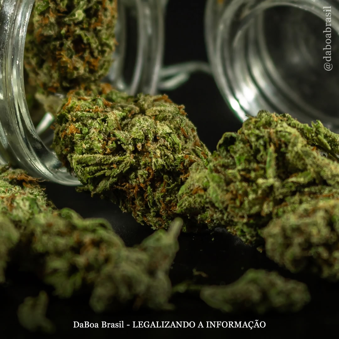 A maconha pode ajudar a reduzir os desejos e melhorar os resultados da recuperação em pessoas com problemas de uso de substâncias, diz estudo